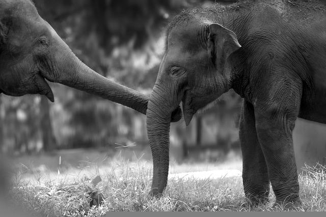 Elephant Safari - Kerala
