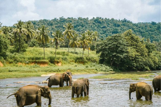 Elephant Bathing Kerala