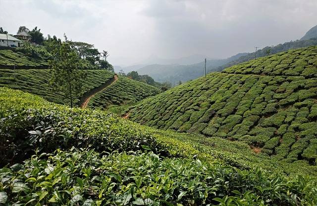 Tea Plantation Kerala