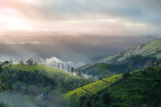 Munnar - Best Honeymoon Places in South India