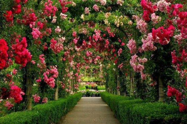 Chandigarh Rose Garden