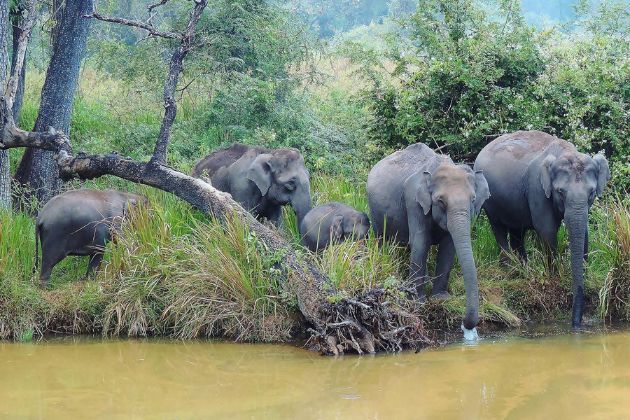 Nagarhole National Park, places to visit in Kabini